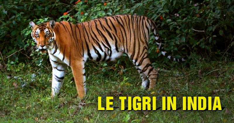 Tigri in India